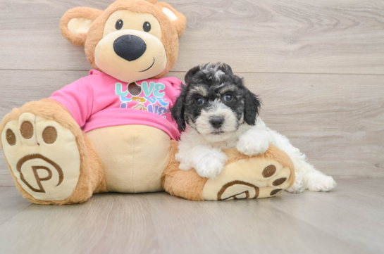 KADE, a Poochon littermate