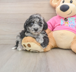 7 week old Poochon Puppy For Sale - Premier Pups