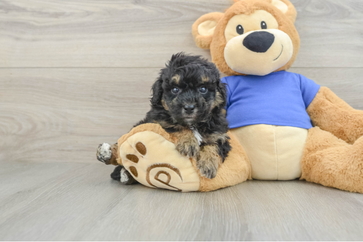Fluffy Poochon Poodle Mix Pup