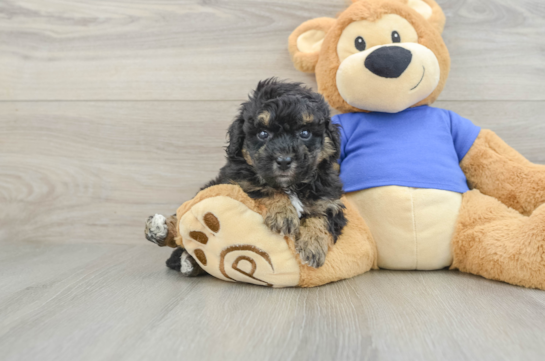 Fluffy Poochon Poodle Mix Pup