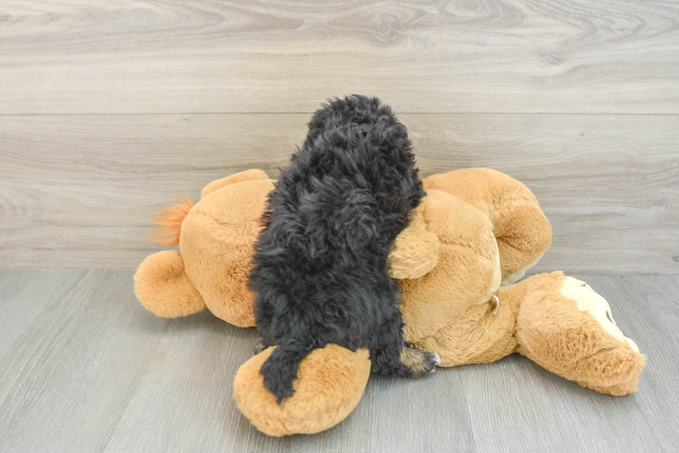 Poochon Pup Being Cute