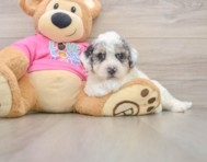 7 week old Poochon Puppy For Sale - Premier Pups