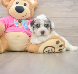 7 week old Poochon Puppy For Sale - Premier Pups