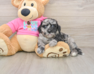 7 week old Poochon Puppy For Sale - Premier Pups