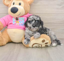 7 week old Poochon Puppy For Sale - Premier Pups