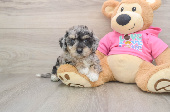 KURT, a Poochon littermate