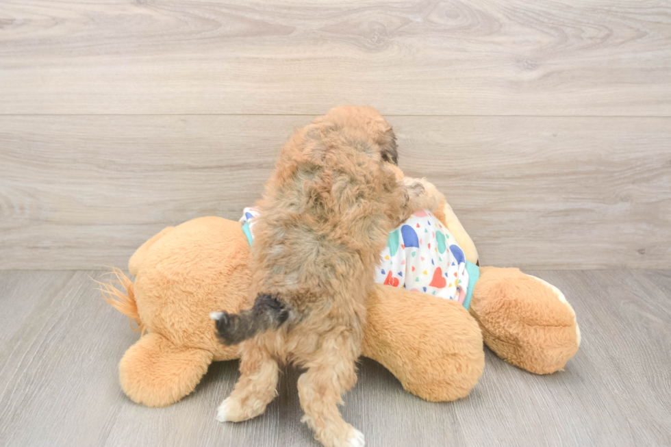 Popular Poochon Poodle Mix Pup