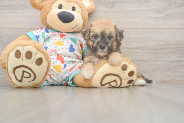 Adorable Bichpoo Poodle Mix Puppy