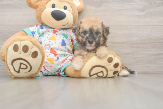 Adorable Bichpoo Poodle Mix Puppy