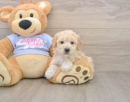 5 week old Poochon Puppy For Sale - Premier Pups