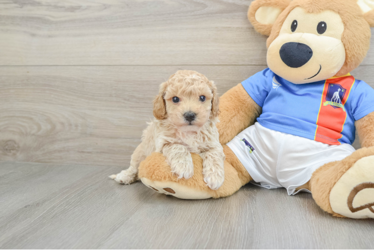Friendly Poochon Baby