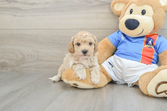 Friendly Poochon Baby