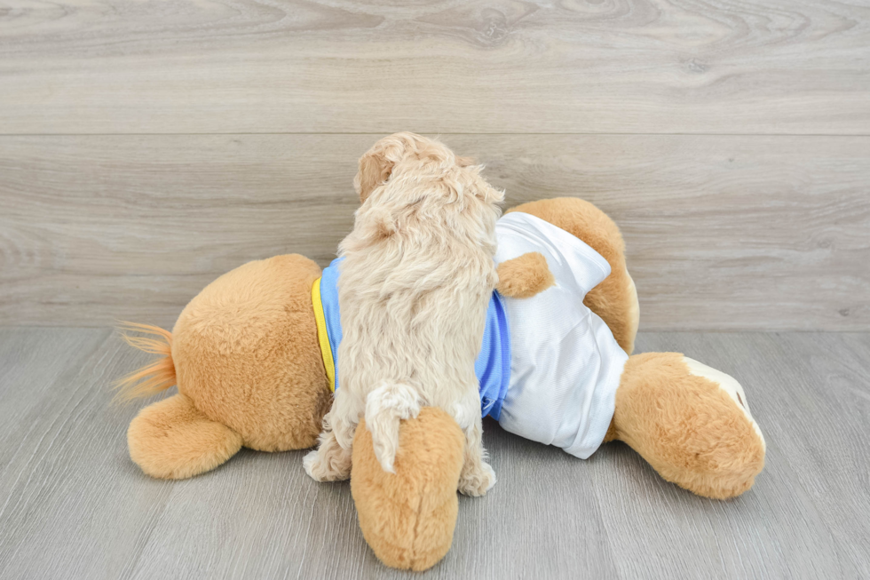 Poochon Pup Being Cute