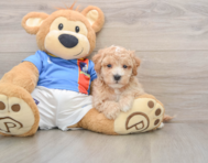 8 week old Poochon Puppy For Sale - Premier Pups