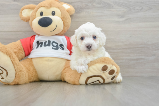 Friendly Poochon Baby