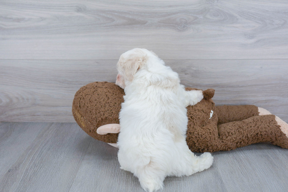 Little Bichpoo Poodle Mix Puppy