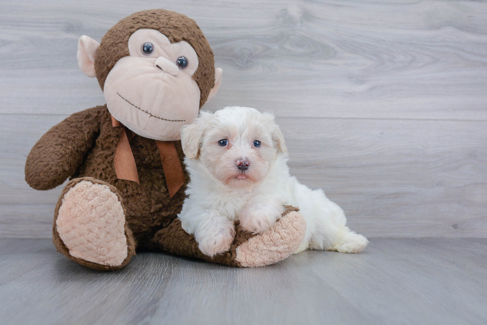 Poochon Pup Being Cute