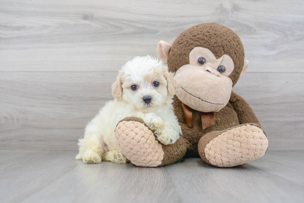 Fluffy Poochon Poodle Mix Pup