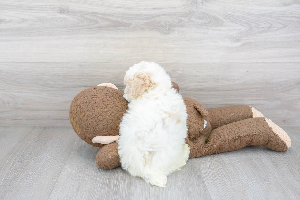 Poochon Pup Being Cute