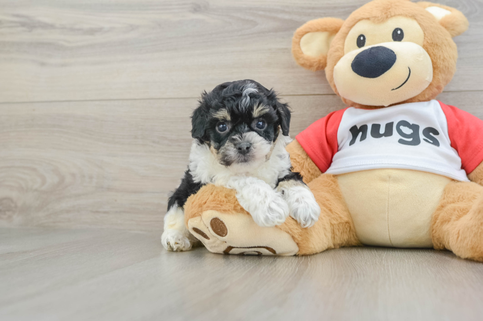 Poochon Puppy for Adoption