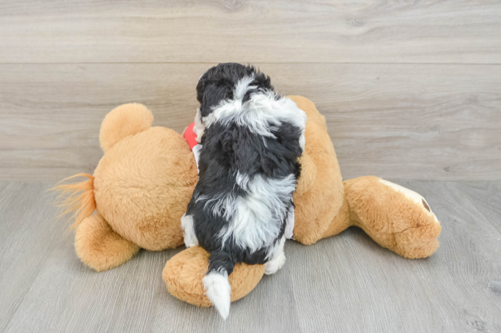 Poochon Pup Being Cute