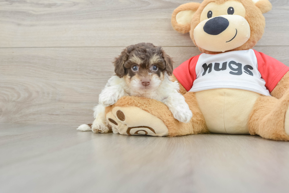 Poochon Puppy for Adoption