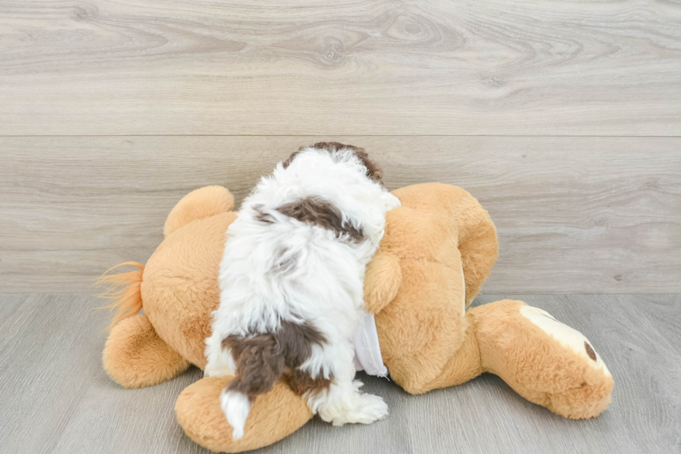 Popular Poochon Poodle Mix Pup
