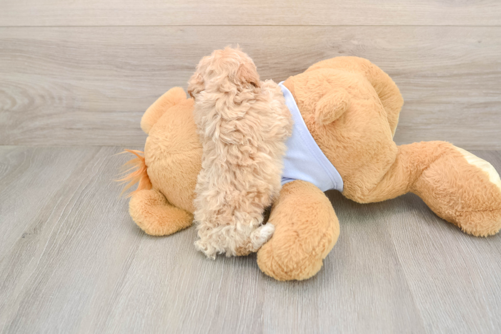 Friendly Poochon Baby