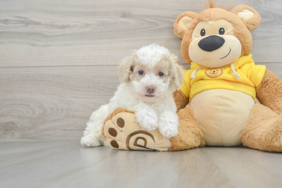 Poochon Pup Being Cute