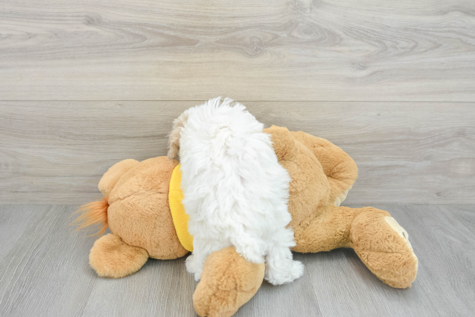 Hypoallergenic Bichpoo Poodle Mix Puppy