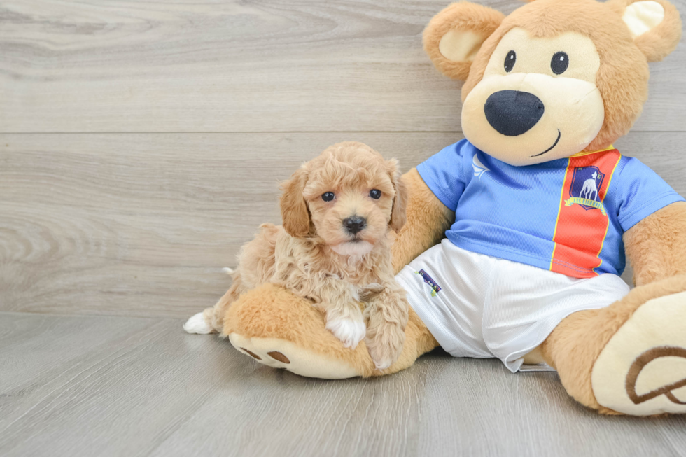 Poochon Pup Being Cute