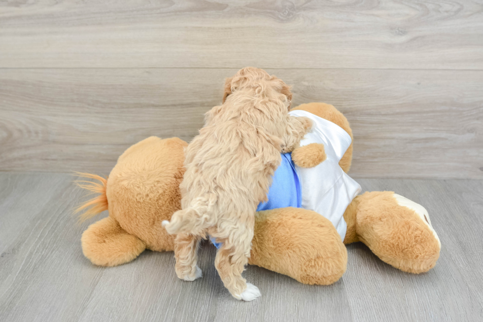 Poochon Pup Being Cute