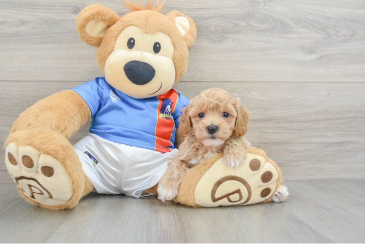 Playful Bichpoo Poodle Mix Puppy