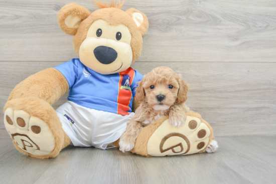 Playful Bichpoo Poodle Mix Puppy