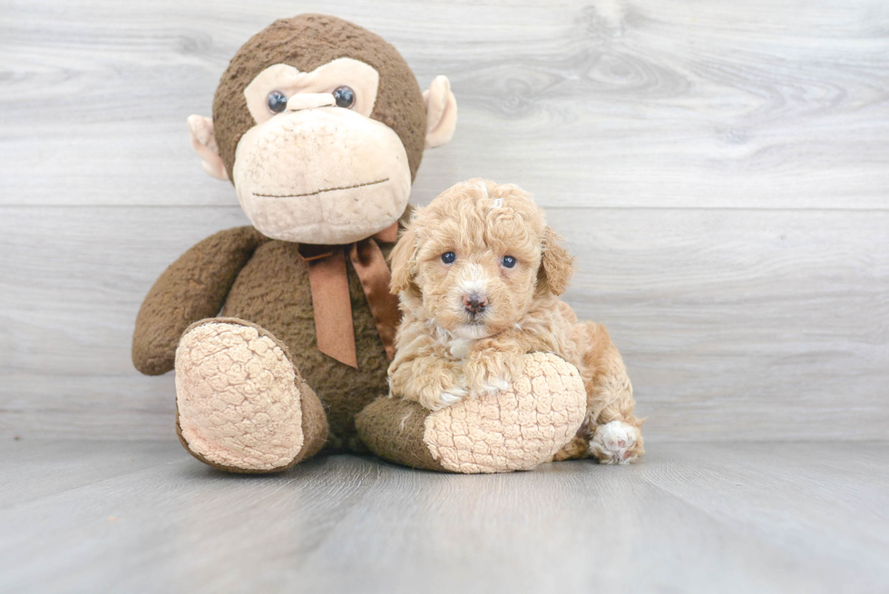 Poochon Puppy for Adoption