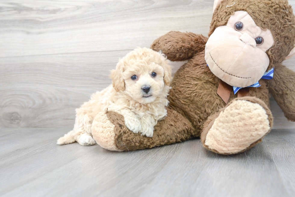 Poochon Pup Being Cute