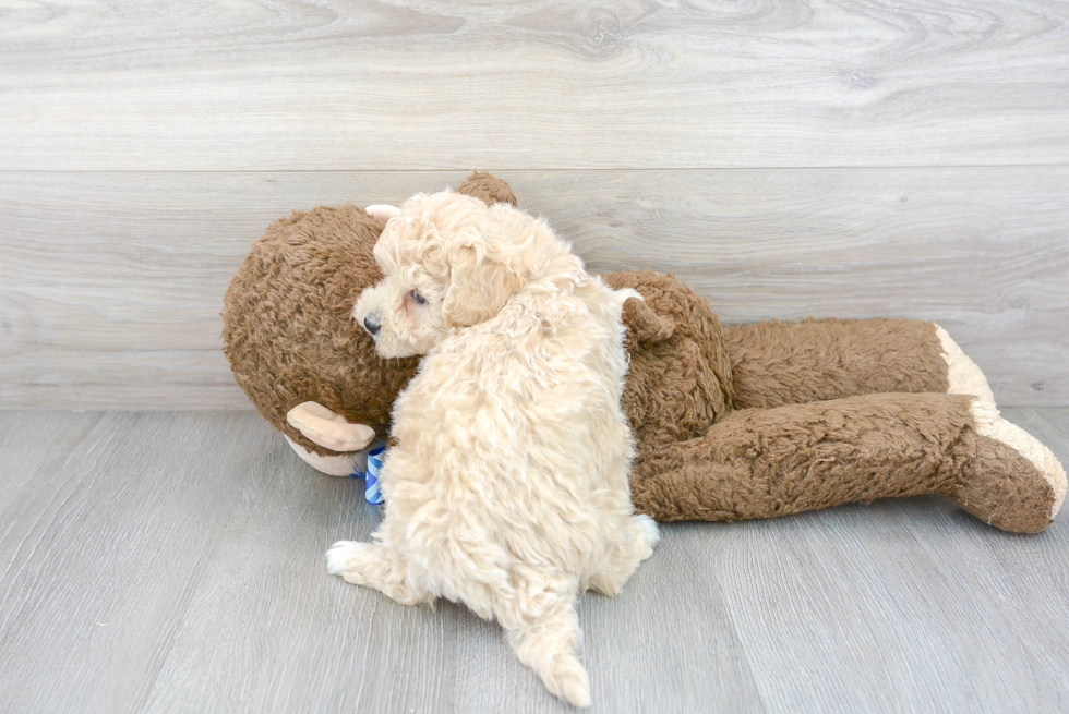 Poochon Pup Being Cute