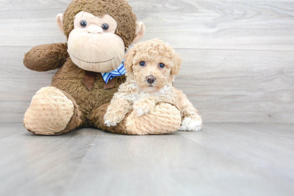 Poochon Pup Being Cute