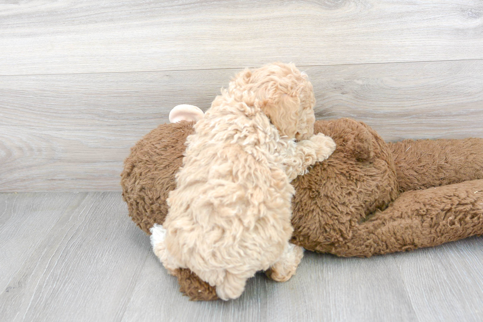 Poochon Pup Being Cute