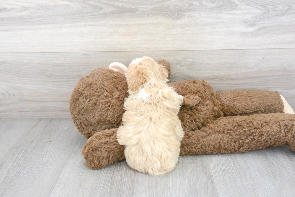 Poochon Pup Being Cute