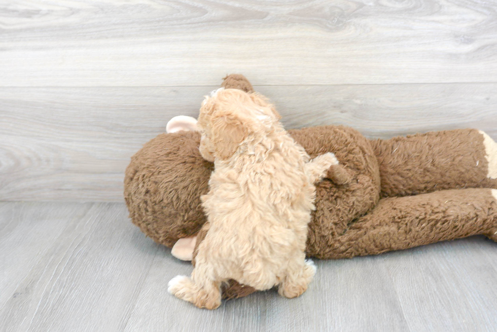 Fluffy Poochon Poodle Mix Pup