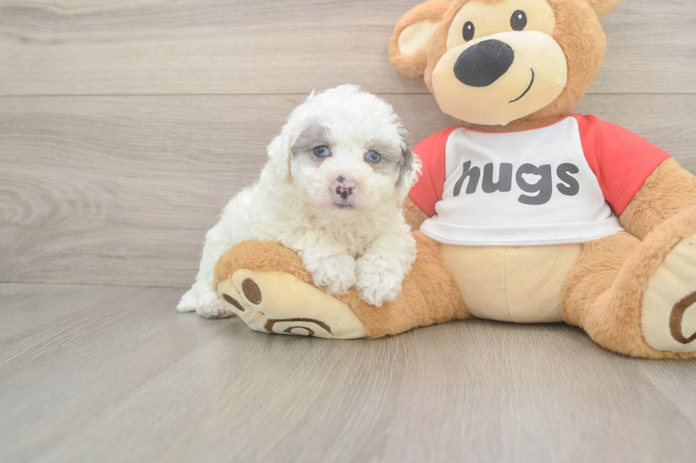 Poochon Pup Being Cute