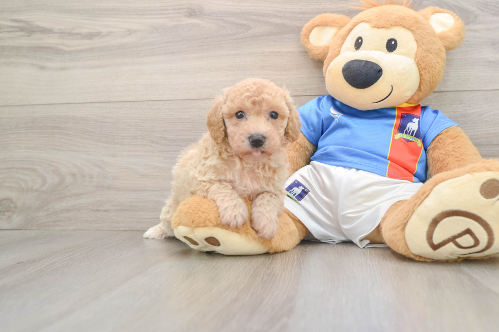 Poochon Pup Being Cute