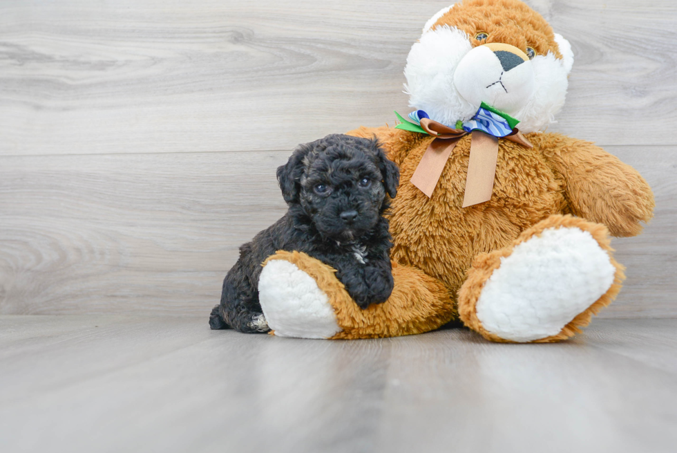 Poochon Puppy for Adoption