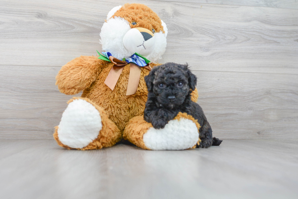 Poochon Puppy for Adoption