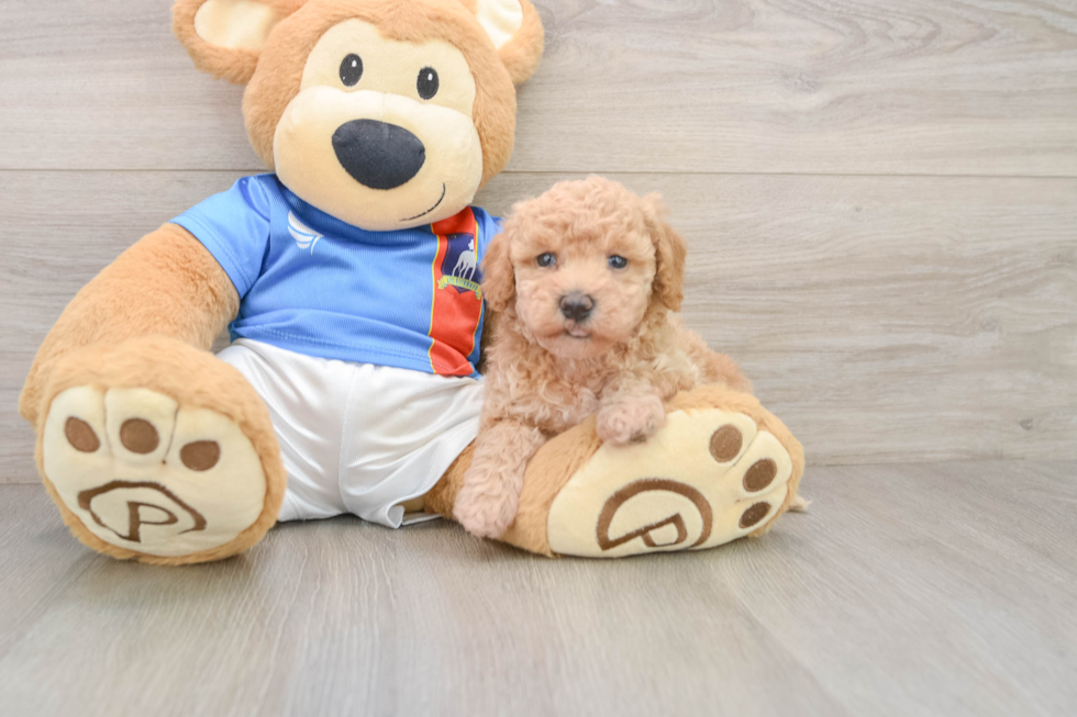 Poochon Puppy for Adoption