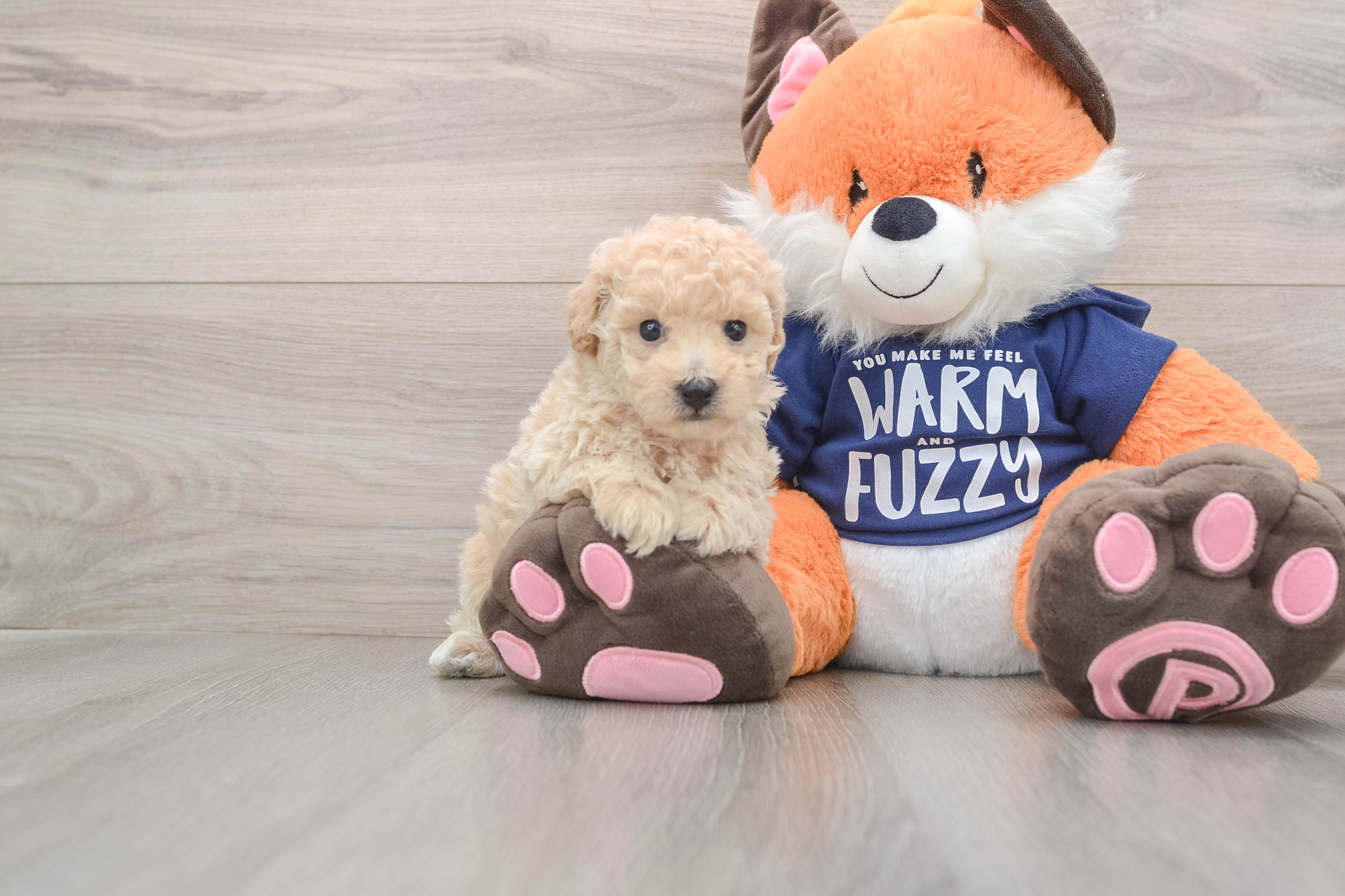 Best Poochon Baby