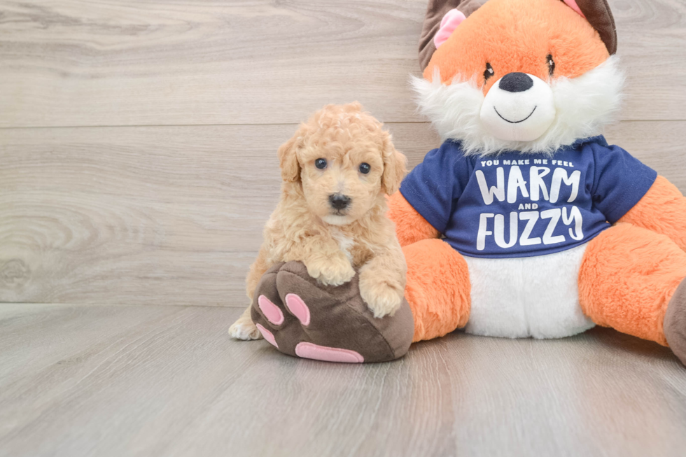 Smart Poochon Poodle Mix Pup