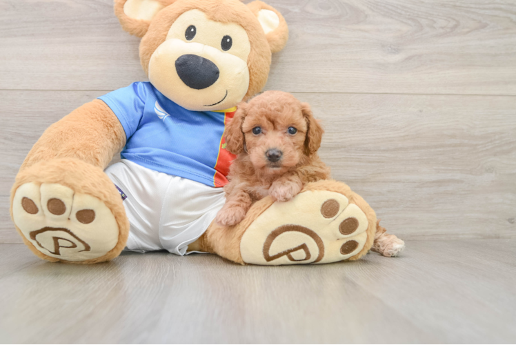 Poochon Pup Being Cute