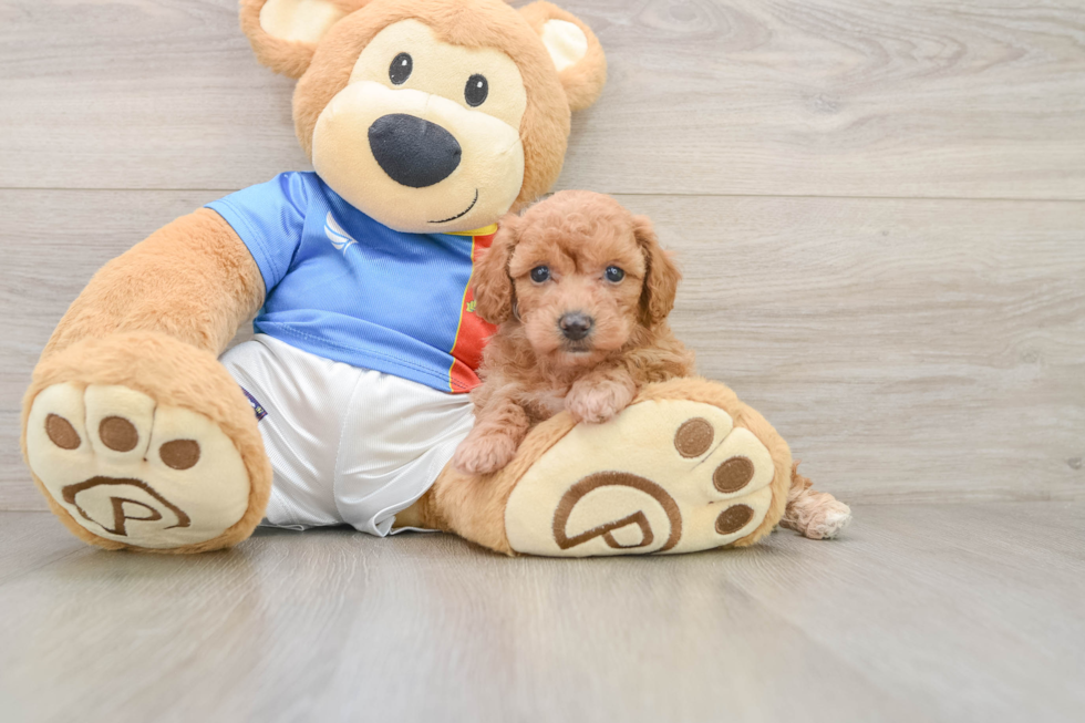 Poochon Pup Being Cute